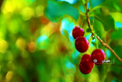 زازران قطب تولید آلبالو در اصفهان