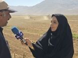 برداشت چغندر قند از مزارع چهارمحال و بختیاری