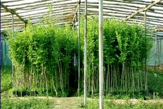 کنترل آفات با افزایش سطح آگاهی کشاورزان و باغداران جهت خرید و کاشت نهال سالم و گواهی شده و جلوگیری از ورود نهال آلوده و بدون لیبل