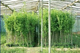 کنترل آفات با افزایش سطح آگاهی کشاورزان و باغداران جهت خرید و کاشت نهال سالم و گواهی شده و جلوگیری از ورود نهال آلوده و بدون لیبل