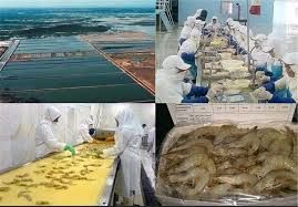 بوشهر با رشد ۷۱ درصدی، رکورددار تولید میگو در کشور شد