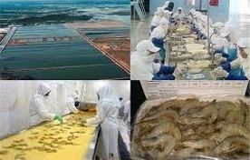 بوشهر با رشد ۷۱ درصدی، رکورددار تولید میگو در کشور شد