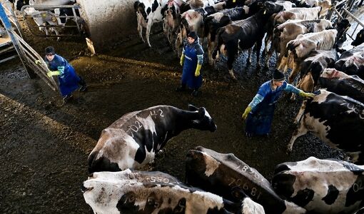 هدف‌گذاری تولید ۹۴۸ هزار تن گوشت قرمز در ۱۴۰۵ / رشد تولید شیر و تمرکز بر ارتقای کیفیت
