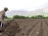 پیش بینی کشت ۶ هزار هکتاری پنبه در مانه و سملقان