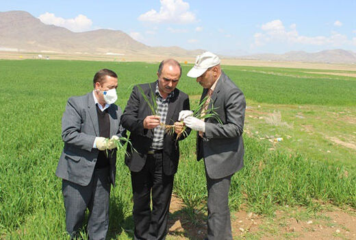 بیش از ۴۴۷۷ هکتار از مزارع غلات شهرستان مرند  علیه علفهای هرز سمپاشی شد 