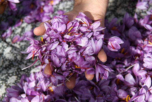 افزایش ۱۵ درصدی کشت محصول زعفران در مبارکه