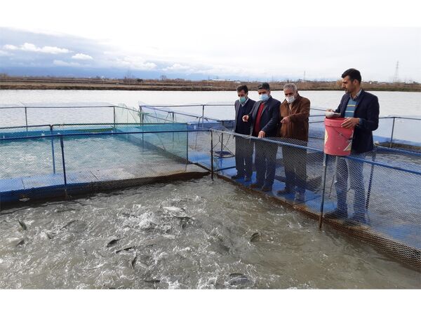 پرورش ماهی قزل الا در قفس در شالیزارهای آمل/درآمد 4 میلیاردی