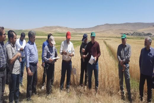تبیین آخرین دستاوردهای تحقیقاتی موسسه دیم در شهرستان هشترود