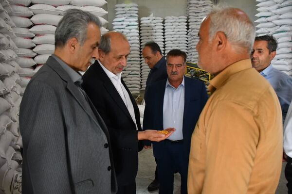 آذرشهر؛ پایتخت بی‌رقیب تولید لپه کشور و قطب فرآوری حبوبات خاورمیانه