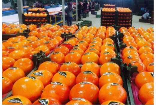 صادرات 4 هزار تن محصولات کشاورزی از بندر امیرآباد به خارج از  کشور