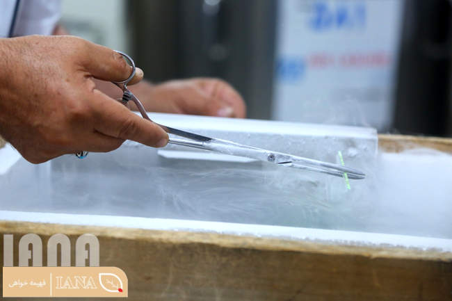 مرکز تولید مواد ژنتیکی گاوهای شیری و گوشتی ایران