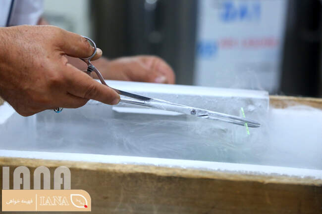 مرکز تولید مواد ژنتیکی گاوهای شیری و گوشتی ایران