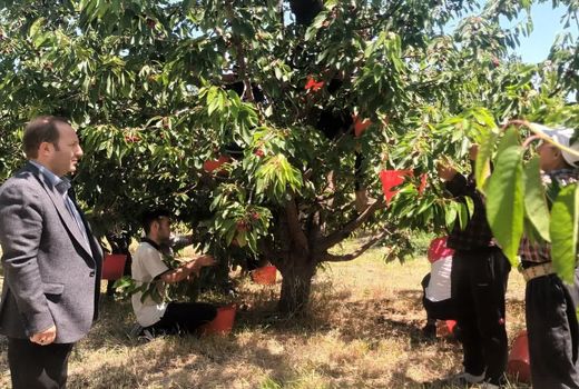 برداشت حدود ۱۲۰۰ تن محصول گیلاس از باغات شهرستان مراغه
