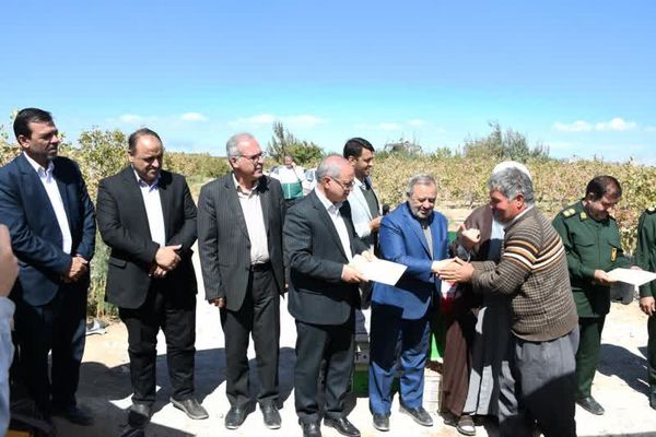 جشن برداشت پسته در خسروشاه با تأکید بر توسعه کشتهای کمآببر