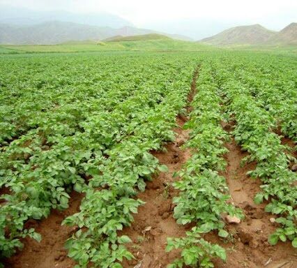 کاشت کلزا در اراضی فسا آغاز شد