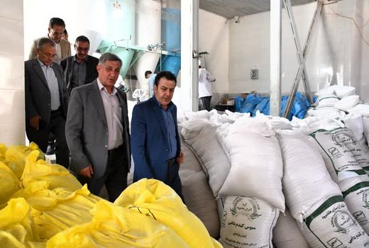 خرید تضمینی 8 هزار و 500 تن گندم در آذربایجان شرقی