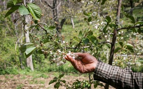 خسارت بالغ بر   ۱۸ هزار میلیارد ریالی سرمازدگی