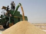خرید تضمینی گندم در اصفهان نسبت به سال گذشته ۱۰۰درصد افزایش یافت