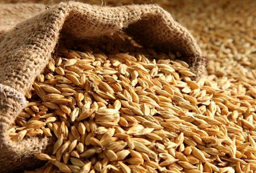 کاهش سطح زیرکشت جو نگرانکننده است / لزوم قیمتگذاری متناسب