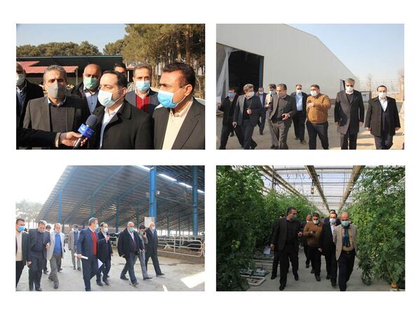 بازدید رئیس سازمان مدیریت و برنامه ریزی استان تهران از سه پروژه کشاورزی
