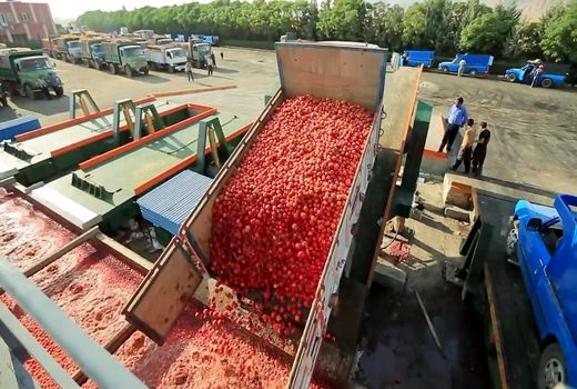 محصول گوجه کاران بیضاء در حال خرید توافقی