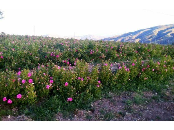 افزایش 90 هکتاری سطح زیر کشت گل محمدی در ساری