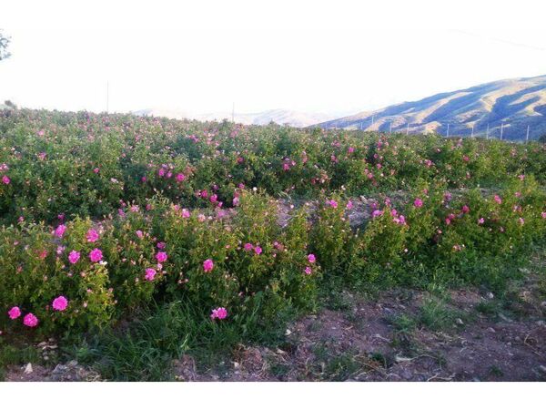 افزایش 90 هکتاری سطح زیر کشت گل محمدی در ساری