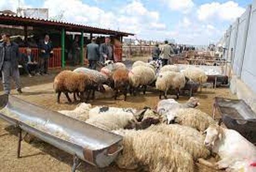 به علت خشکسالی، فروش دام سبک در خراسان شمالی افزایش یافت