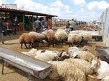 به علت خشکسالی، فروش دام سبک در خراسان شمالی افزایش یافت