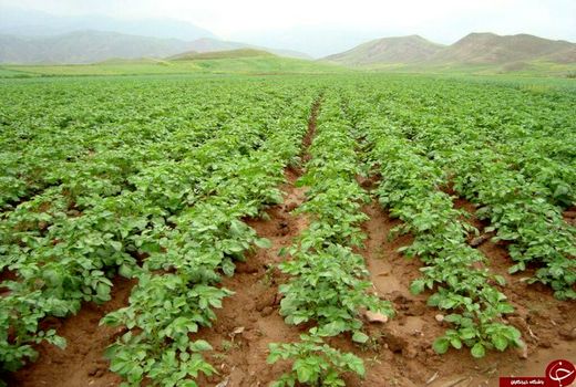 سیب زمینی کار شهرستان ارزوئیه پروانه کاربرد نشان حد مجاز آلاینده ها را دریافت کرد