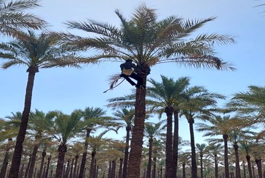 عملیات گرده افشانی در نخیلات کازرون