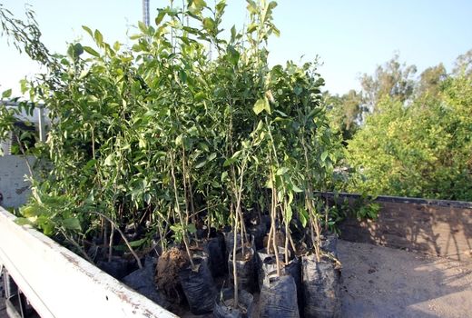 نهال‌کاری برای کنترل کانون‌های گرد و غبار