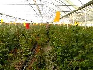 10 هزار قطعه کارت زرد در گلخانه‌های البرز نصب شد
