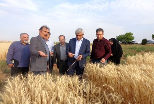 افزایش تولید در اراضی دیم با استفاده از ارقام جدید مؤسسه تحقیقات دیم کشور