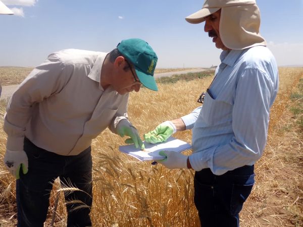 شناسایی و معرفی لاینهای جدید در مؤسسه تحقیقات کشاورزی دیم کشور در راستای تأمین امنیت غذایی