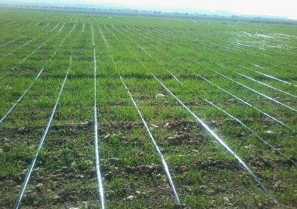 اجرای آبیاری تحت فشار در کازرون گامی موثر در حفظ منابع آبی