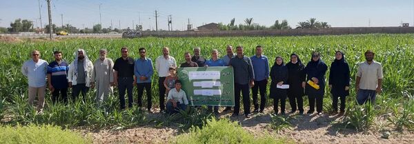 برگزاری روز مزرعه سورگوم در باوی با تأکید بر آموزش عملی و ارتقای کیفیت علوفه