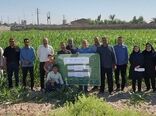 برگزاری روز مزرعه سورگوم در باوی با تأکید بر آموزش عملی و ارتقای کیفیت علوفه