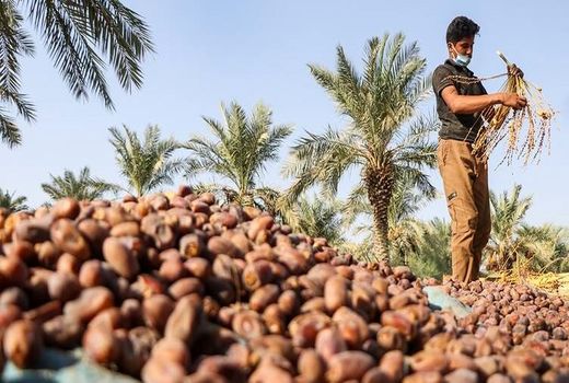 خرید تضمینی 8 هزار تن خرمای استعمران در خوزستان 