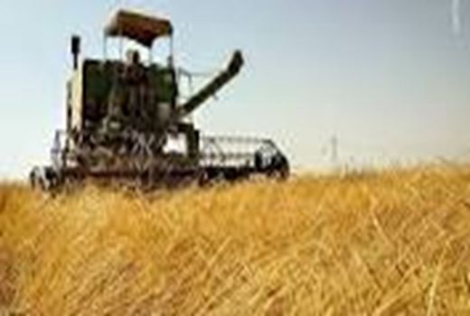 پیش‌بینی برداشت ۱۸۰ هزار تن گندم در قروه
