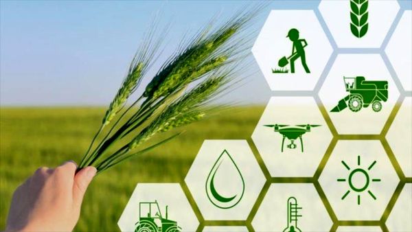 دانشمحوری راهحل چالشهای کشاورزی است/ لزوم افزایش تعرفه خدمات کشاورزی و دامپزشکی