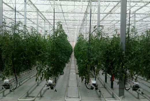 ایجاد شهرک گلخانه ای و پایانه گل و گیاه در شهرستان تبریز