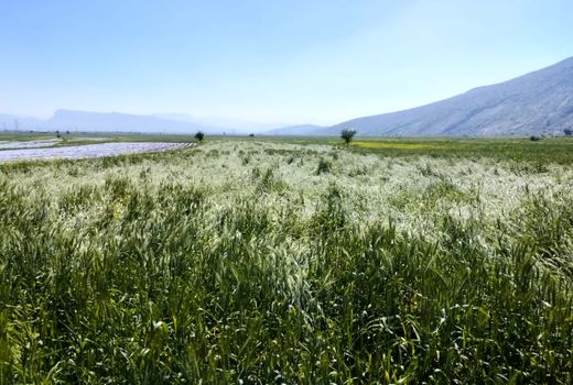 مزارع رستم از بارش های بهاری متحمل خسارت شد  