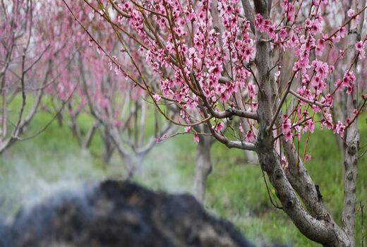 سرمازدگی ۸۰۰ میلیارد ریال به چهارمحال و بختیاری خسارت زد
