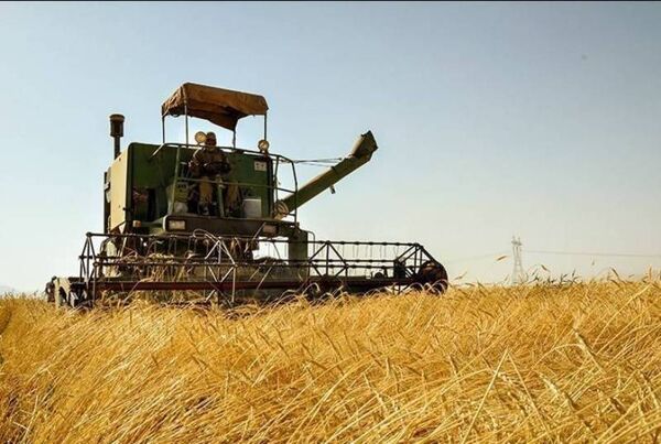 ۱۵۳ هزار تن گندم تحویل مراکز خرید دهلران شد