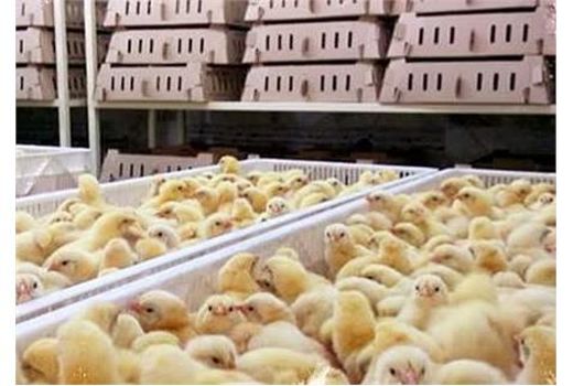 تولید سالانه ۴۵ میلیون جوجه یک روزه گوشتی در جویبار