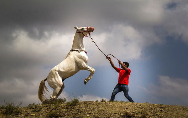 تاخت اسبان اصیل ایران‌زمین در تخت‌جمشید