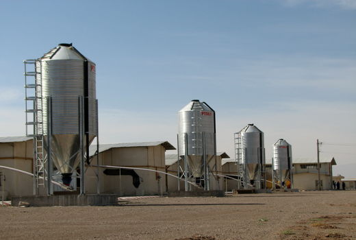 5 واحد صنایع تبدیلی، محصولات کشاورزی شهرستان البرز را فرآوری می کنند