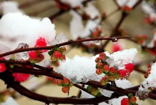 توصیه‌های جهاد کشاورزی استان آذربایجان شرقی برای جلوگیری از سرمازدگی باغات