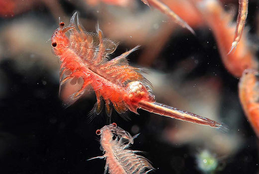 اجرای 15 طرح تحقیقاتی آرتمیا در کشور